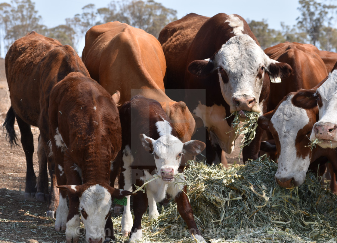Drought Cattle Feeding Time by Smiley Kez Photography digital